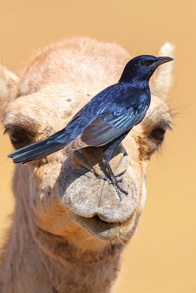 Tristram's Starling (Onychognathus tristramii), side view of an adult male standing on the nose of a Dromedary Camel