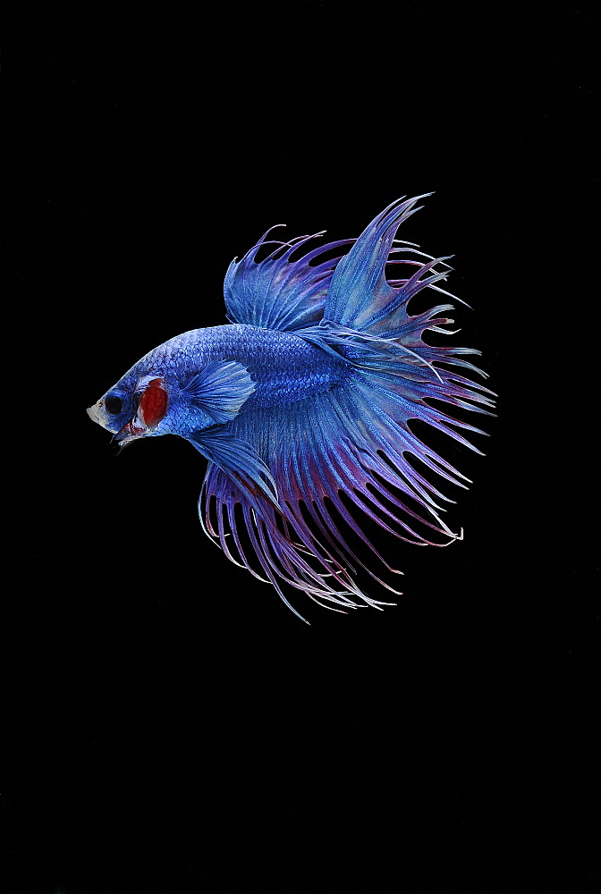 Siamese fighting fish (Betta splendens) male 'Crowntail Dragon'