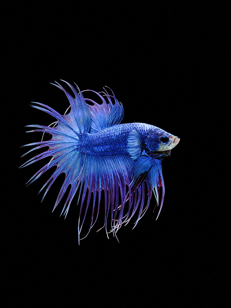 Siamese fighting fish (Betta splendens) male 'Crowntail Dragon'