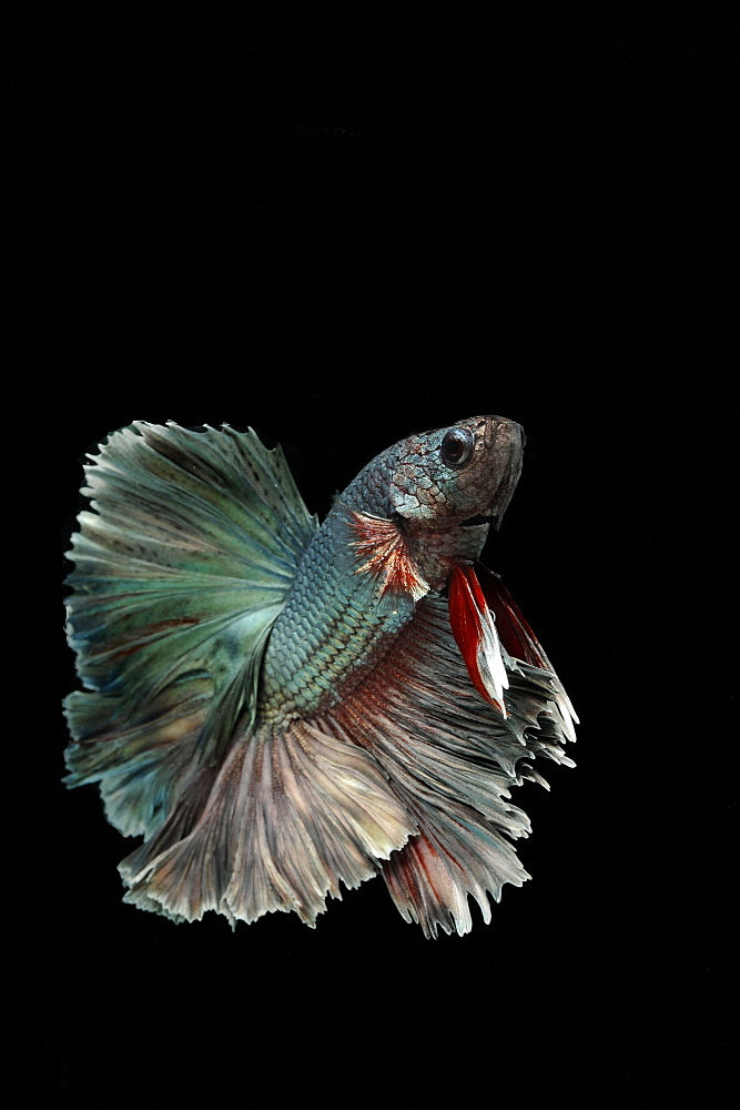 Siamese fighting fish (Betta splendens) 'Copper Metallic' male