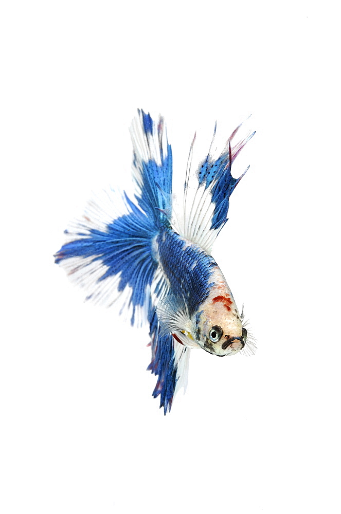 Siamese fighting fish (Betta splendens) 'Double Tail Butterfly' male