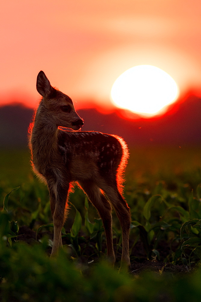 Roebuck (Capreolus capreolus) fawn at sunset, Slovakia