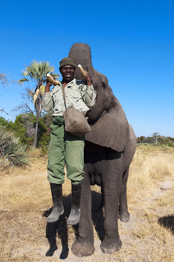 Elephant back safari, Abu Camp, Okavango Delta, Botswana