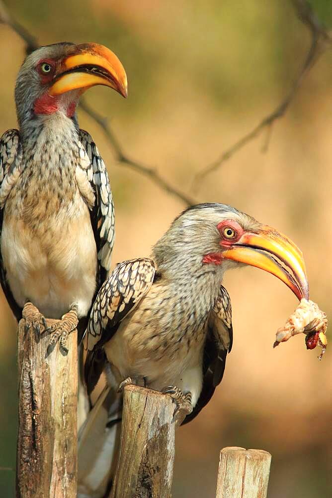 Southern Yellow-billed Hornbill (Tockus leucomelas) male offering a big caterpillar to a female, South Africa