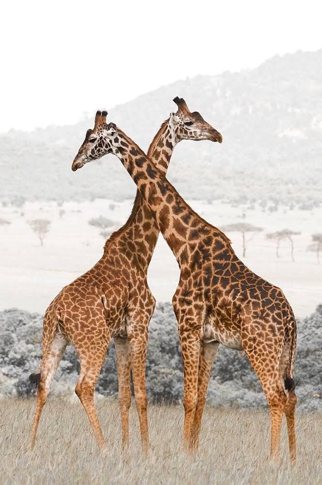 Masai Giraffe (Giraffa camelopardalis), Masai Mara, Kenya