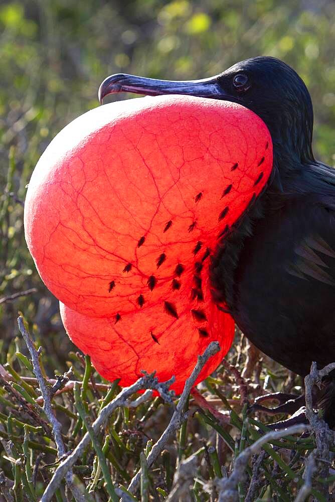 Great frigatebird (Fregata minor) male displaying, Isla Genovesa, Galapagos Islands