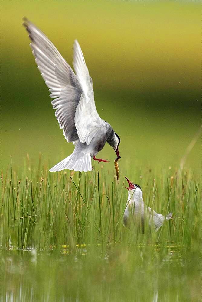 Couple of Whiskered Tern (Chlidonias hybrida) with prenuptial gifts, Lagoon Bele?a, Guadalajara, Spain