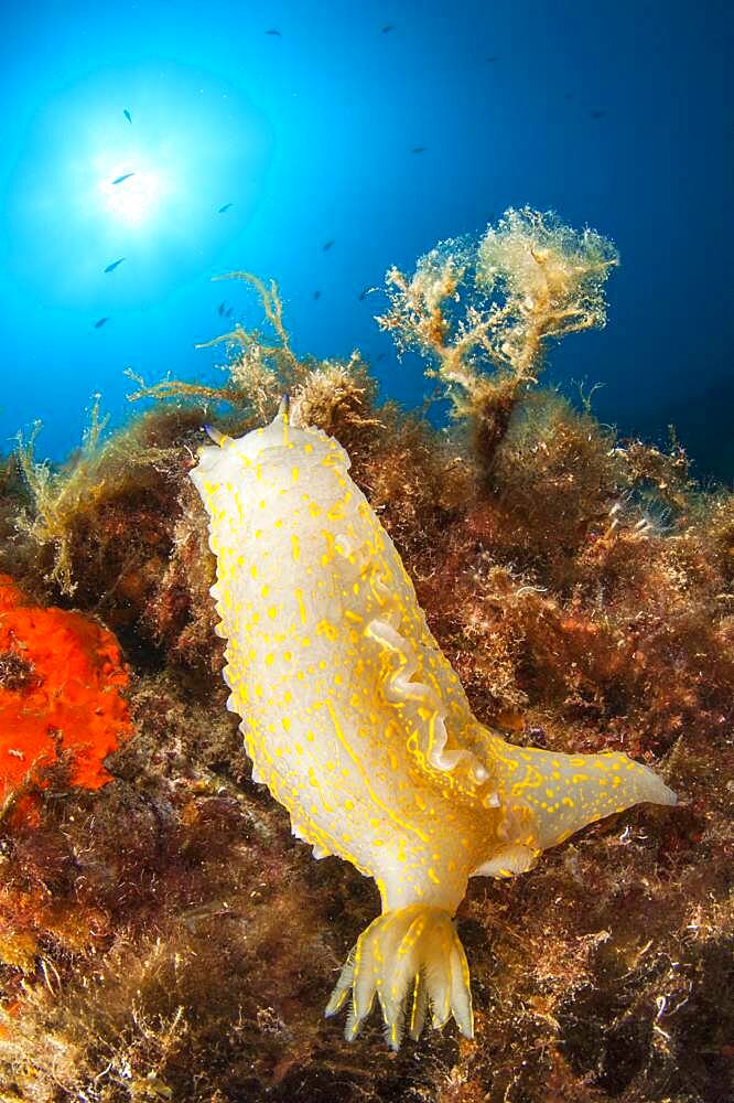 Giant Doris (Felimare picta), off Calella de Palafrugell, Costa Brava, Spain