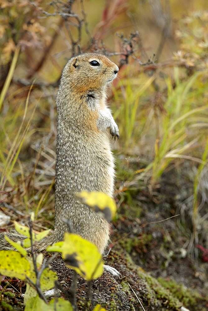 Arctic ground squirrel (Spermophilus parryii) standing, Denali NP, Alalska