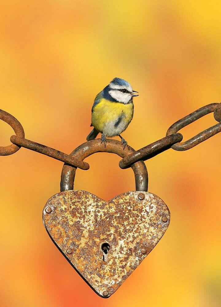 Blue tit (Cyanistes caeruleus) perched on an old padlock