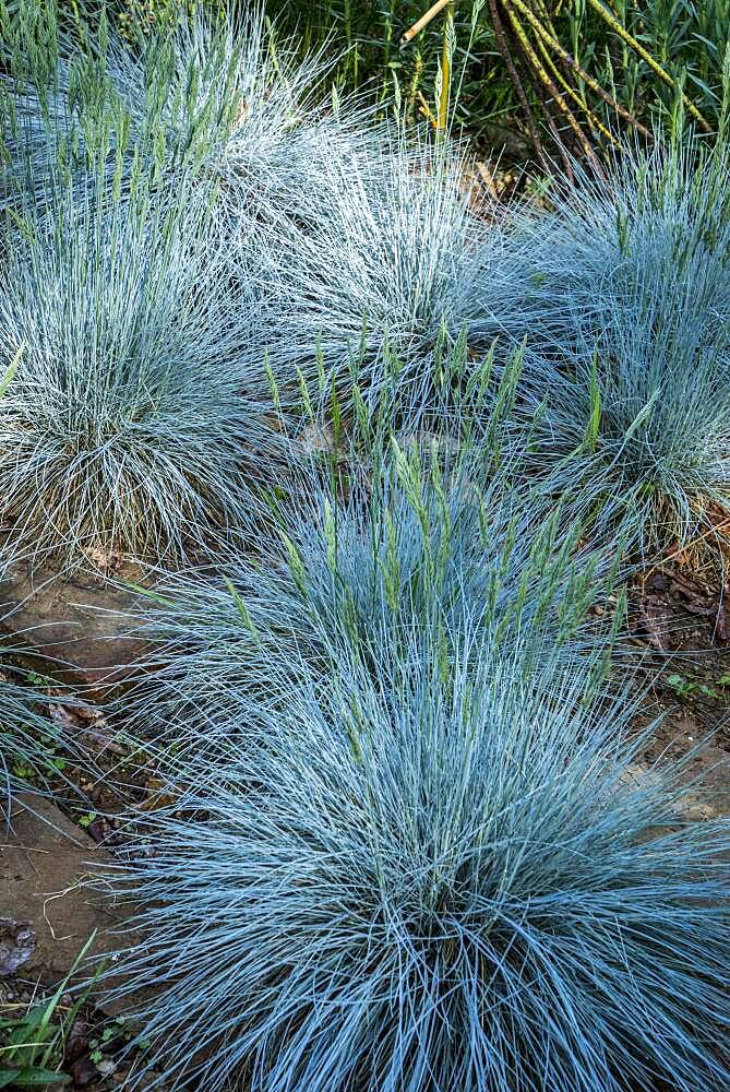 Fescue (Festuca glauca) 'Intense blue'