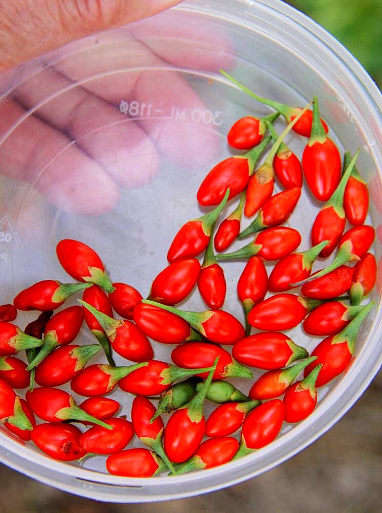 Harvest, picking Goji berries (Lycium barbarum)