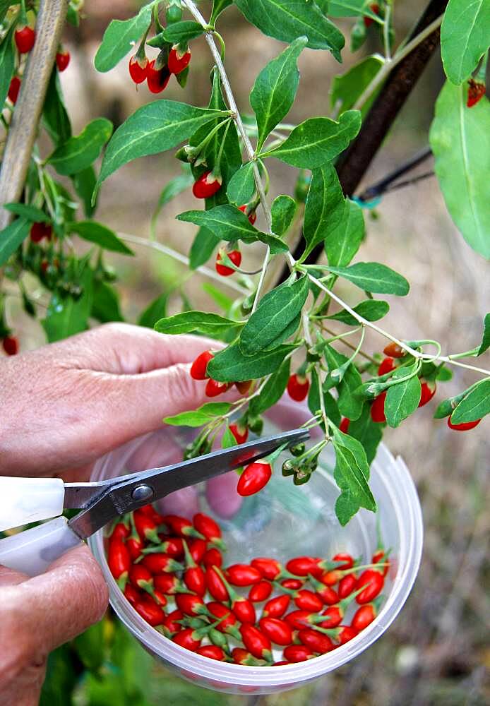 Harvest, picking Goji berries (Lycium barbarum)