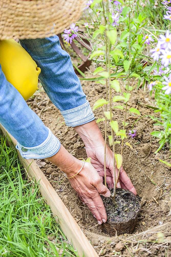 Planting a sage step by step: placement of the plant in its planting hole.