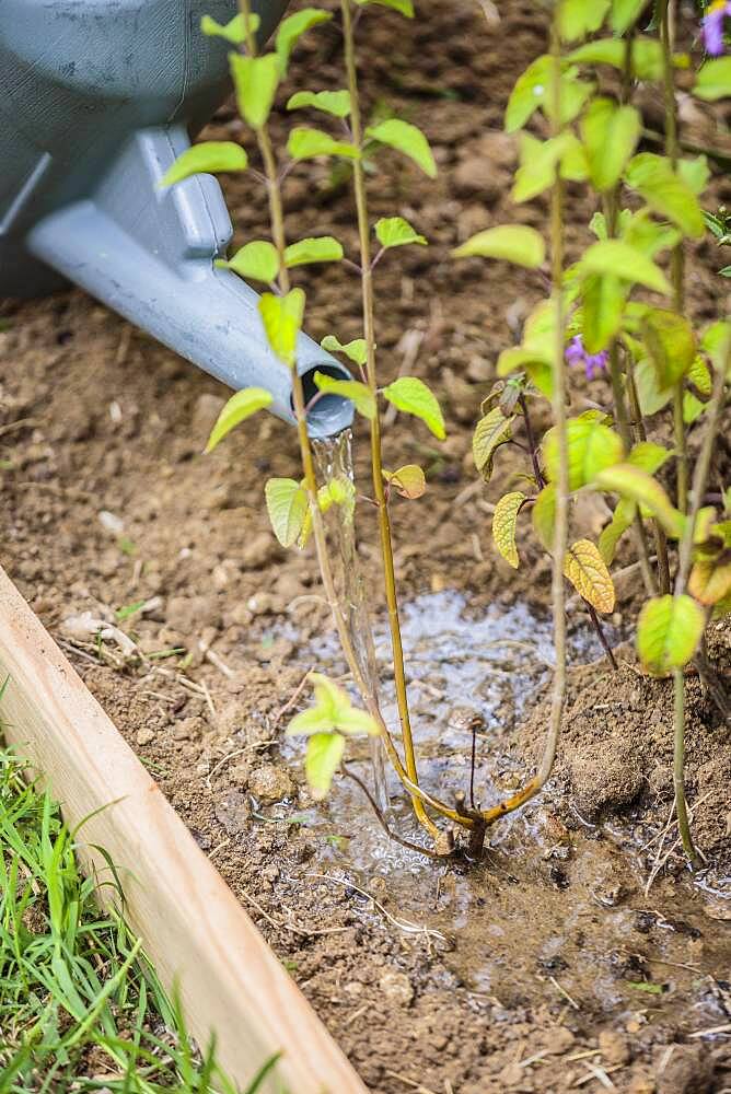 Planting a sage step by step: watering the neck.