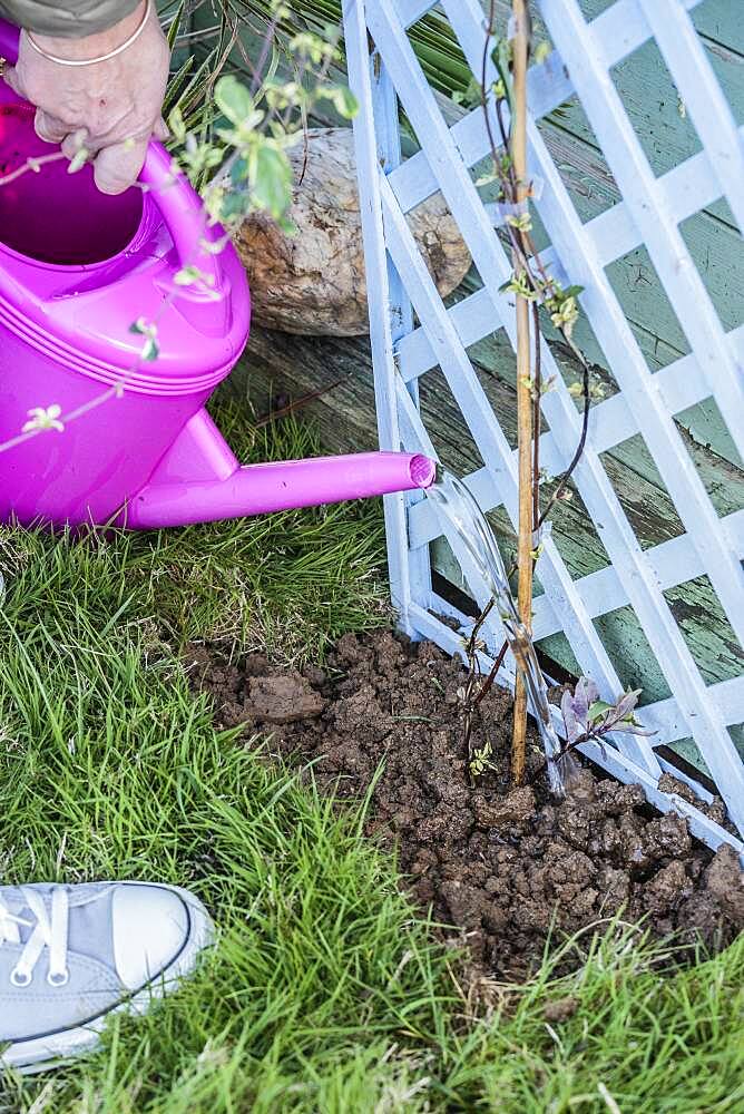 Planting a honeysuckle: watering