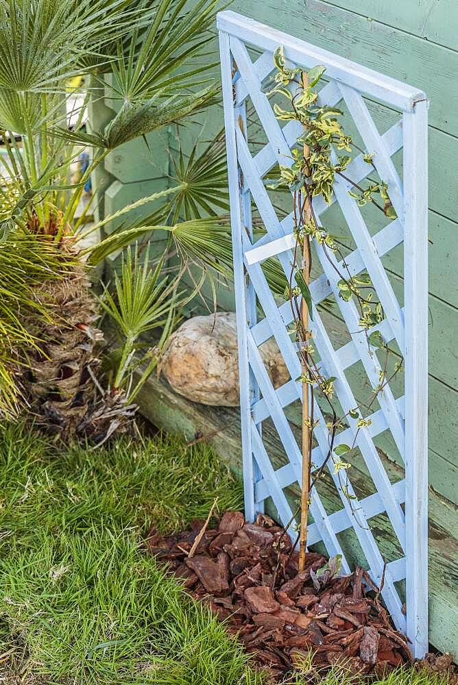 Planting a honeysuckle: young subject in place