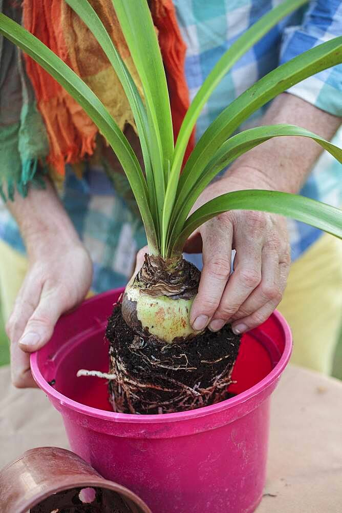 Make a Amaryllis (Hippeastrum sp) bloom again. 3 Repot