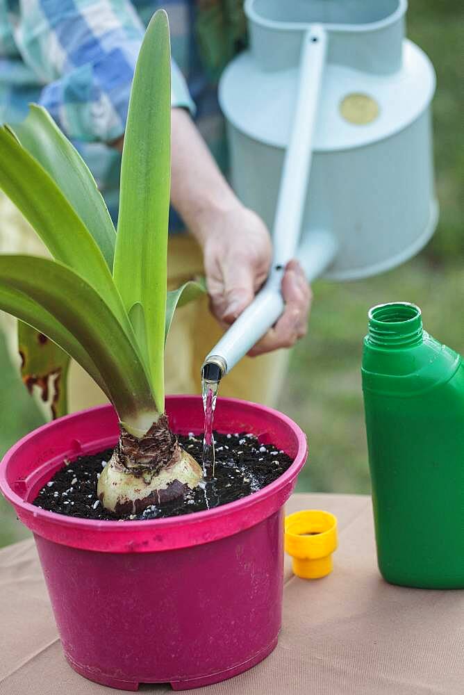 Make a Amaryllis (Hippeastrum sp) bloom again. 4 Fertilize