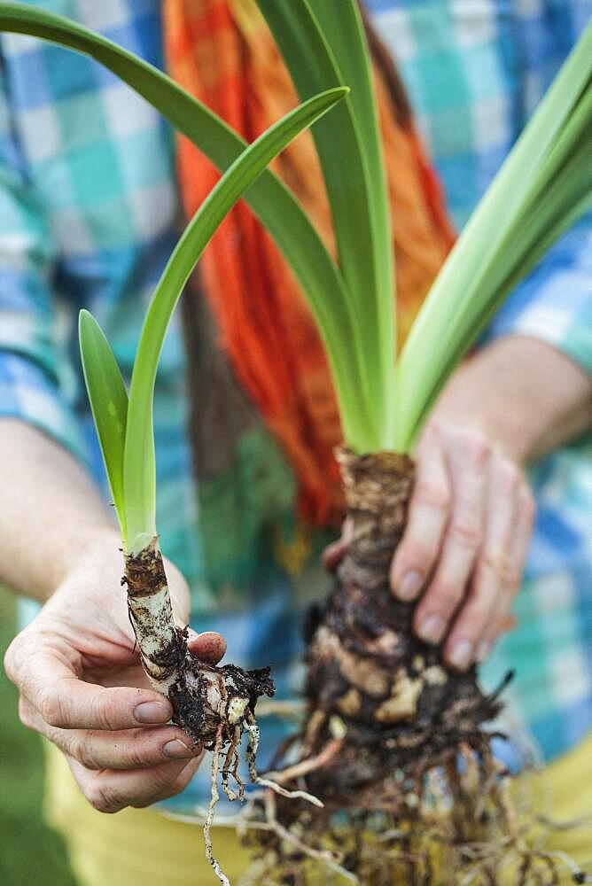 Make a Amaryllis (Hippeastrum sp) bloom again. 5 Divide