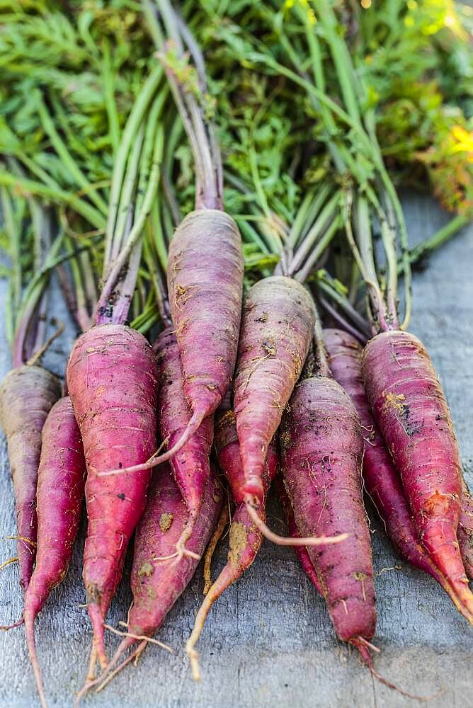 Carrot 'Cosmic Purple', rich in pigments (anthocyanins)