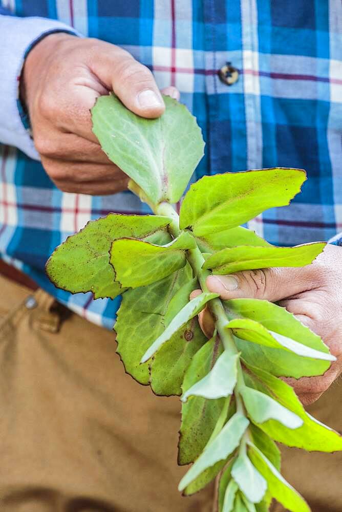 Cutting of autumn sedum (Hylotelephium spectabile) from leaf cuttings, in summer.