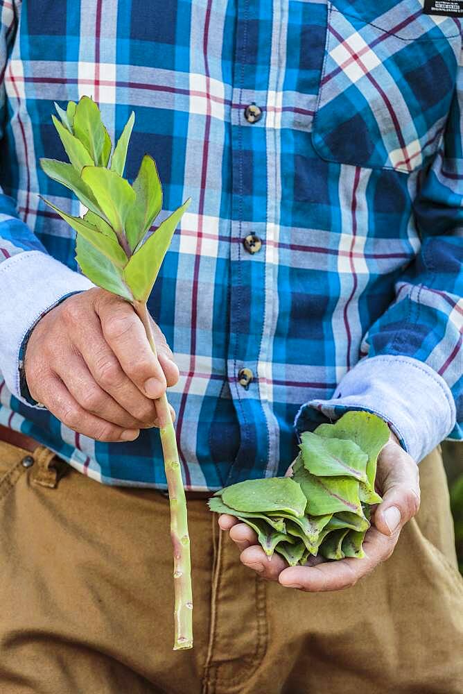 Cutting of autumn sedum (Hylotelephium spectabile) from leaf cuttings, in summer.