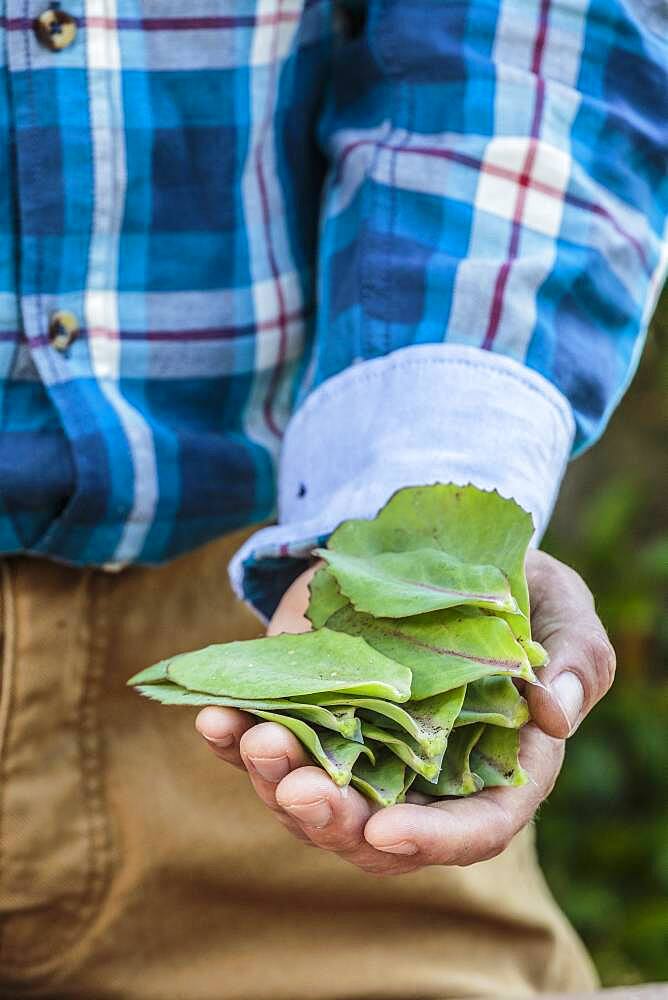 Cutting of autumn sedum (Hylotelephium spectabile) from leaf cuttings, in summer. *** Local Caption *** The torn leaves are also used to treat small burns!