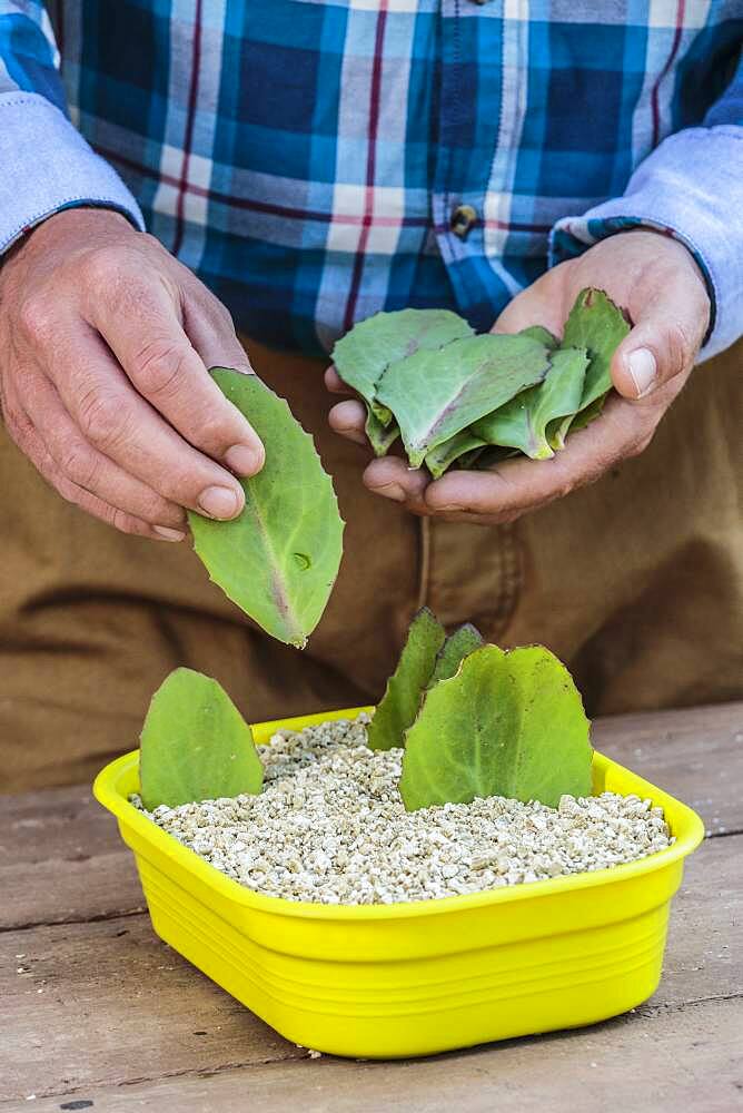 Cutting of autumn sedum (Hylotelephium spectabile) from leaf cuttings, in summer.