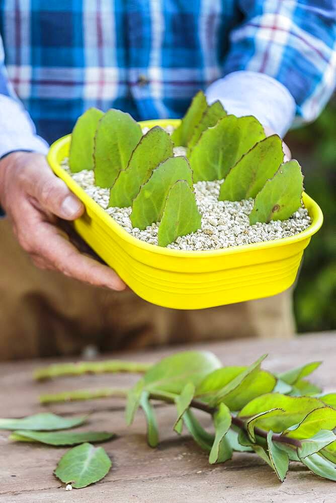 Cutting of autumn sedum (Hylotelephium spectabile) from leaf cuttings, in summer.