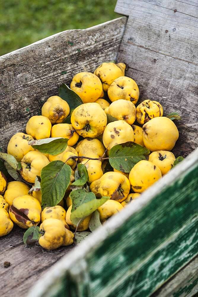 Harvest quince 'Bourgeaud' (or Bourgeault) in a wheelbarrow. Quince 'Bourgeault': Old variety, smaller than the classic 'Monstrous Vranja', but more fragrant. Spelling of the variable name.