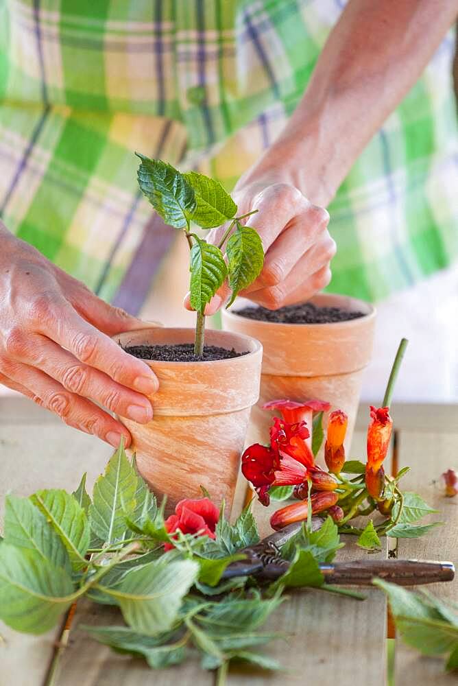 Cutting the bignone (Campsis radicans) 4. Putting the cutting in its pot.