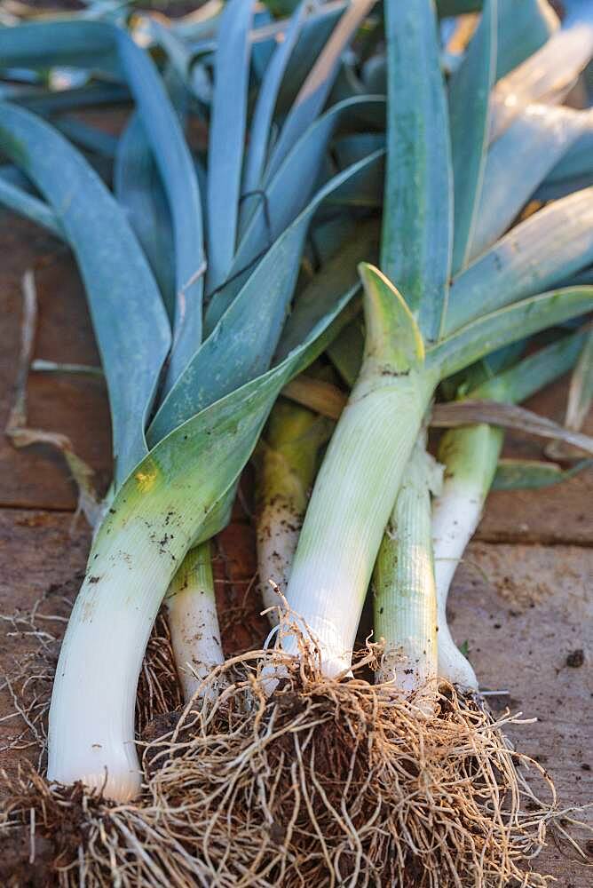 'Blue de Solaize' leek, an ideal rustic variety for beginners