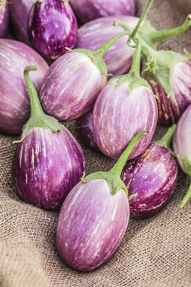 Eggplant 'Angela' harvested and left to dry. The fruits should not lose too much water but it is possible to dry the eggplant, cut into slices.