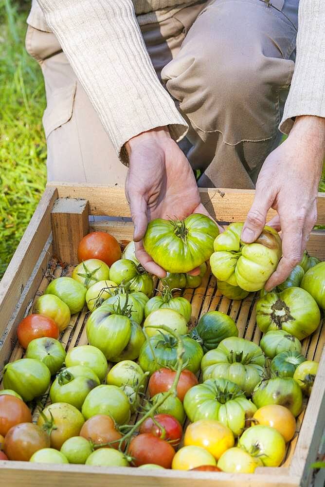 Green tomatoes set to ripen on a shelf. The fruits will eventually mature, even picked very young and very green.