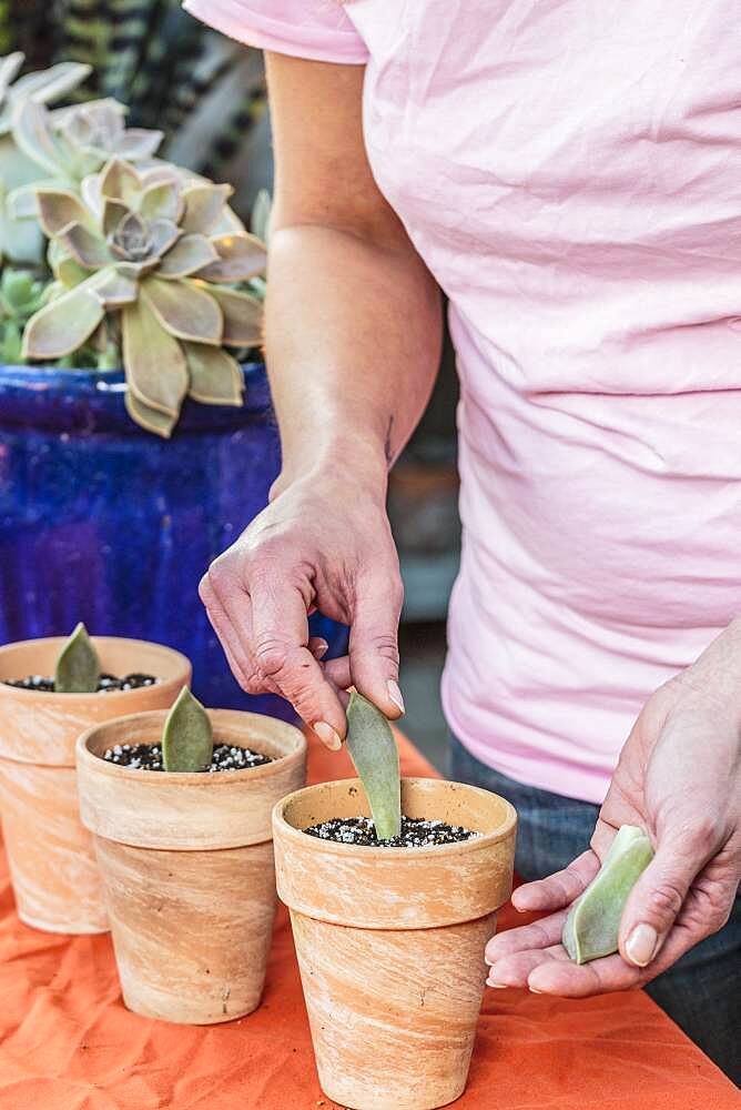 Woman cutting a porcelain plant (Graptopetalum paraguayense). Graptopetalum is easy to cut from broken leaves.