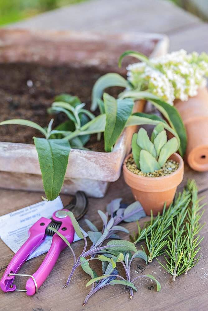 Static scene of cuttings in summer.