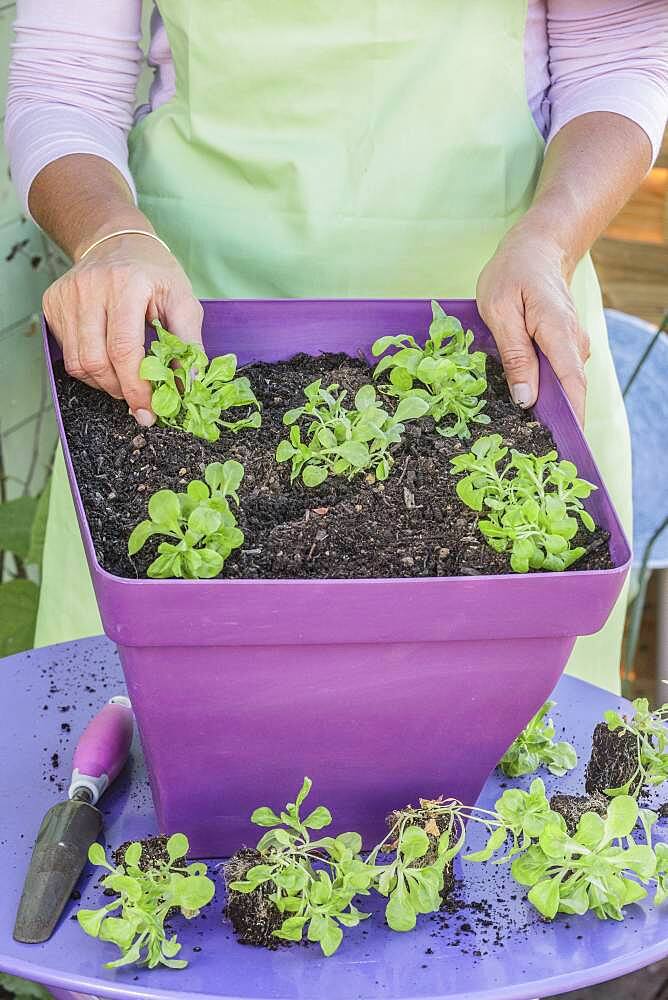 Plantation of lamb's lettuce