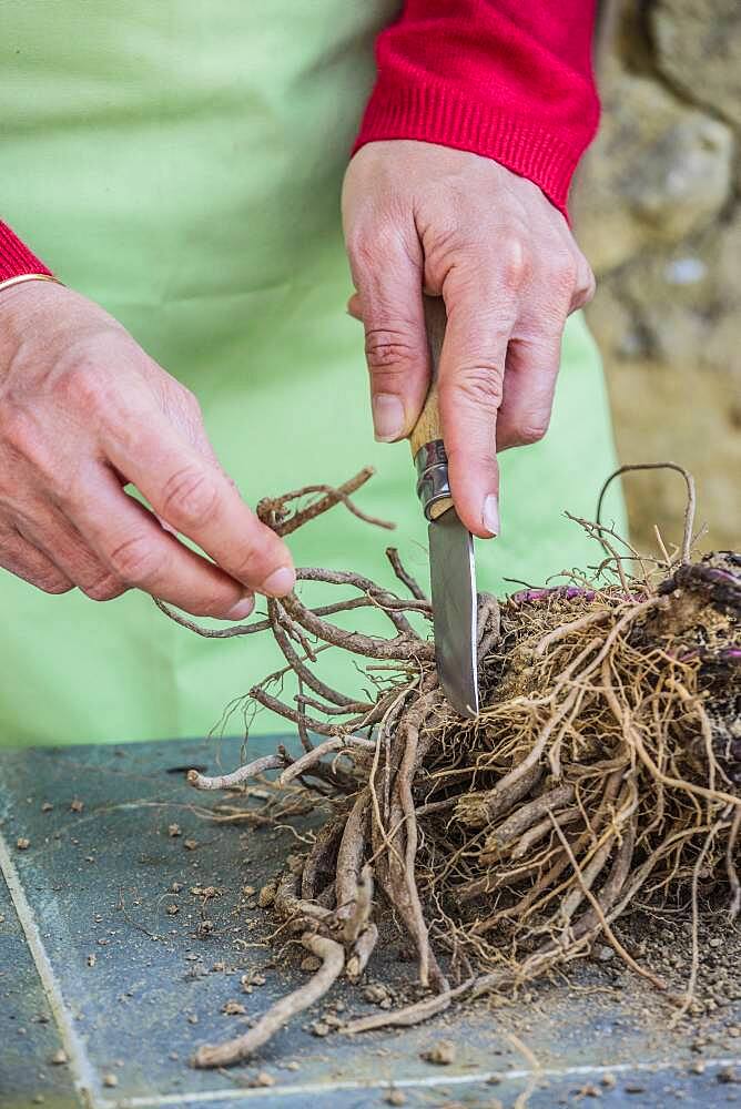 Cutting root of Thistle (Echinops ritro) step by step. 2: Select the roots.