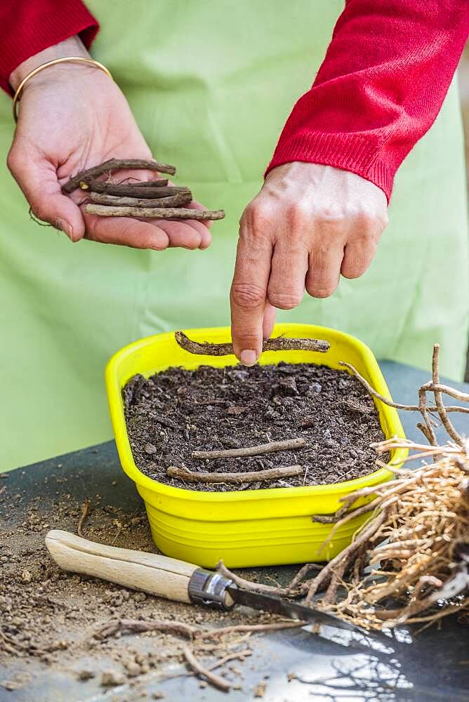 Cutting root of Thistle (Echinops ritro) step by step. 3: Put in pot