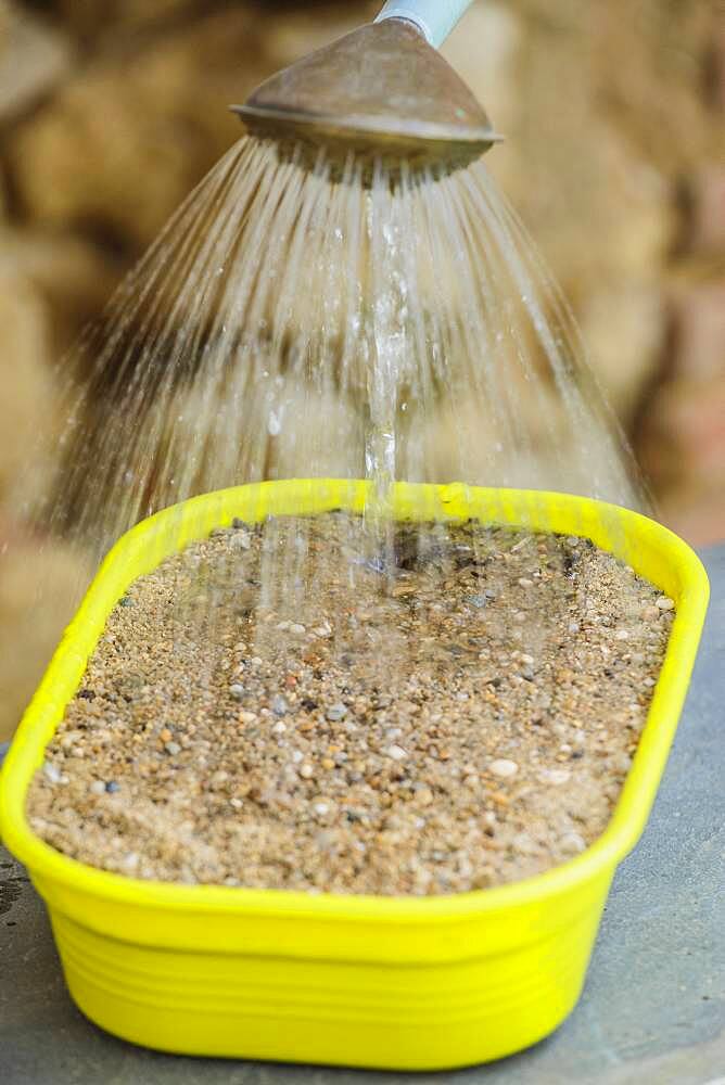 Cutting root of Thistle (Echinops ritro) step by step. 5: watering.