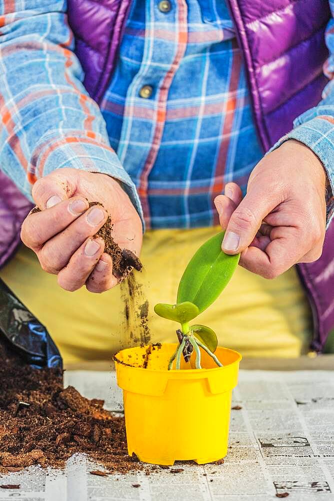 Man separating a keiki on a Phalaenopsis, orchid-butterfly. Step by step.