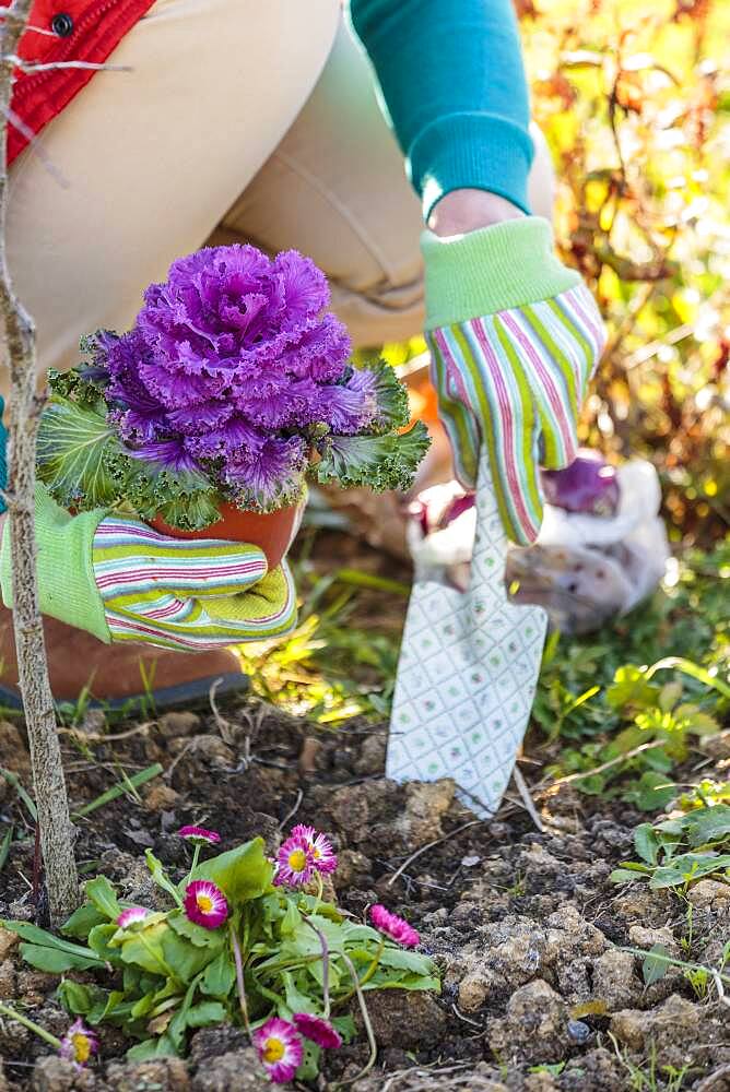 Woman planting an ornamental cabbage, in autumn.