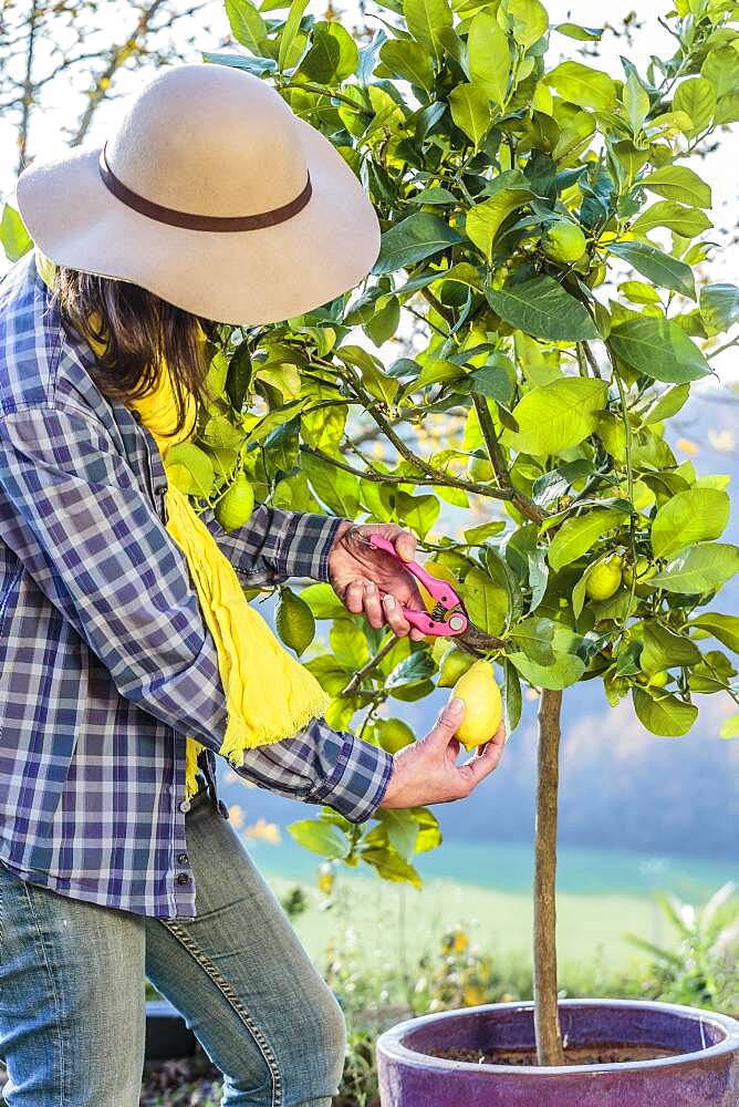 Woman harvesting lemons 'Lunario'