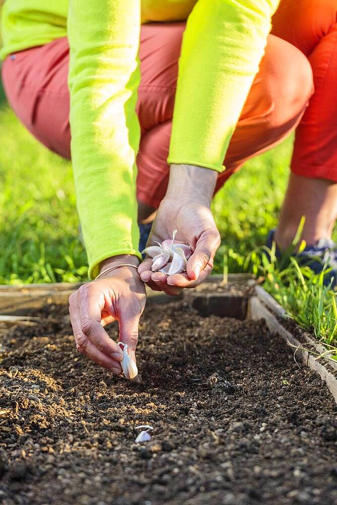 Garlic clove planting