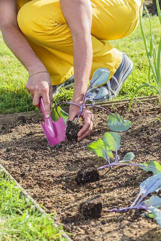 Woman planting a red cabbage plant in the spring.