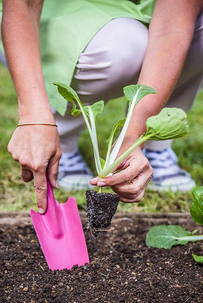 Woman planting a Chinese cabbage (Bok choy or Pak choi). Planting a cabbage type pak choy