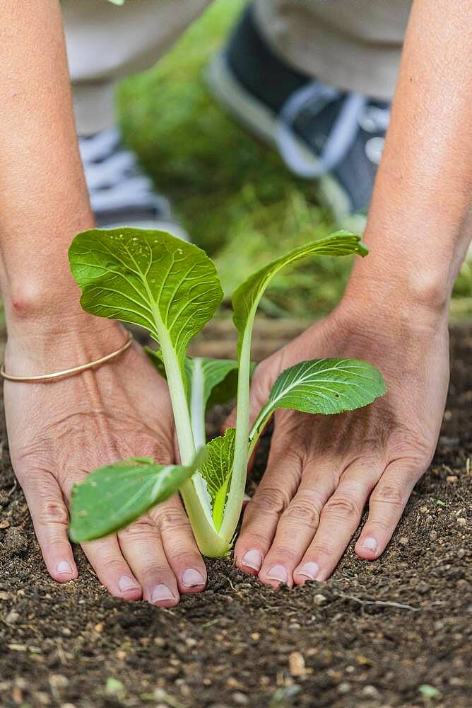 Woman planting a Chinese cabbage (Bok choy or Pak choi). Planting a cabbage type pak choy