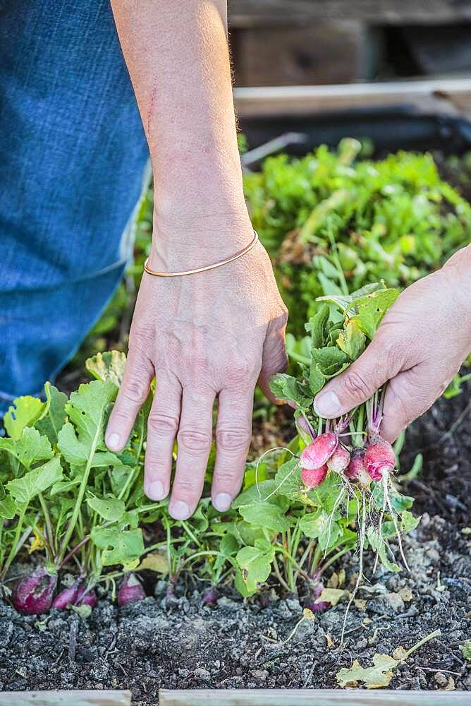 Harvest of radish (Raphanus sativus) early in the winter