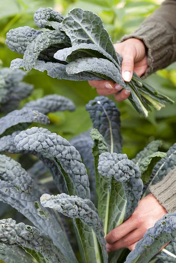 Harvest cabbage "kale" palm tree. Winter vegetable, cabbage palm is eaten in greenery, seared or blanched.